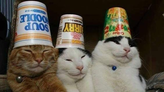 Создать мем: мемы про котов по ржать, кот со стаканом на голове, приколы с котами