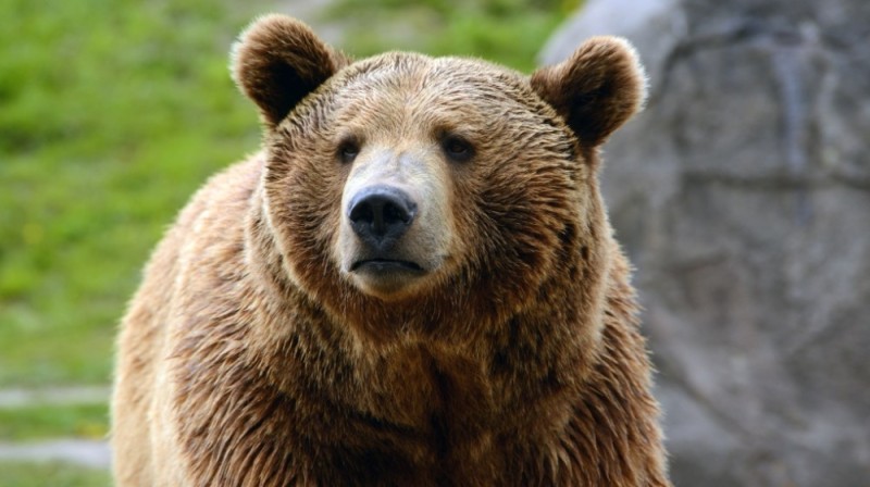 Create meme: brown bear, Yellowstone grizzly bears, brown bear 