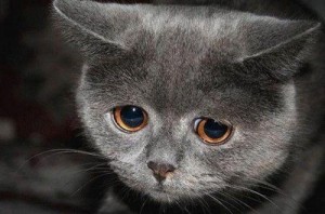 Создать мем: кошка, печаль, sad cat