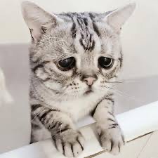 Создать мем: печальный котик, самый грустный кот, грустный котик