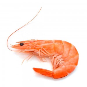 Создать мем: shrimp, креветка одна на белом фоне, креветка карточка для детей
