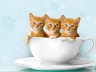 Create meme: ginger kitten, good morning cards