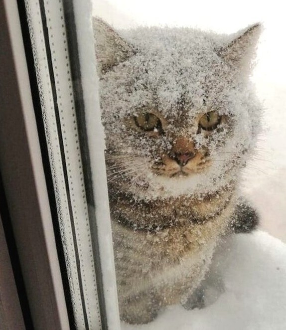 Создать мем: котик в снегу, зимний котик, весна коты снег