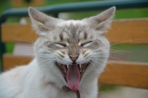 Создать мем: Кошка, зевающий кот, котейка зевает