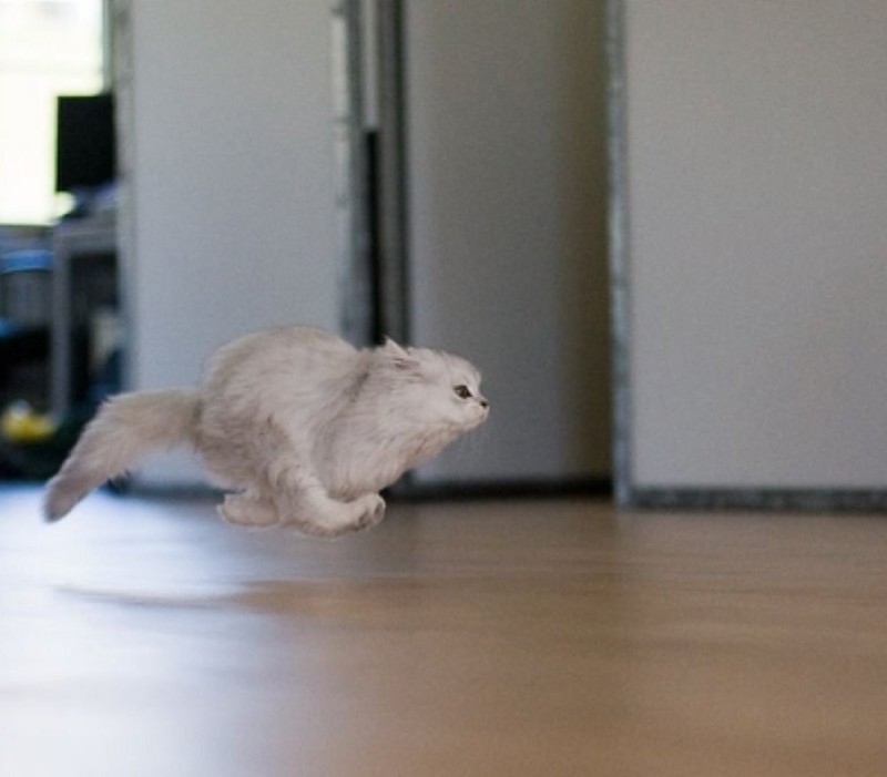 Create meme: running cat, The cat runs away from work, tugidak cat