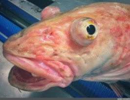 Создать мем: лицо рыбы, жуткие рыбы, странные рыбы