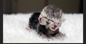 Create meme: newborn kittens