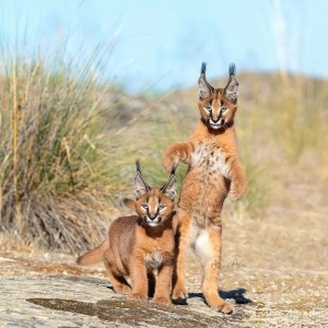 Create meme: Caracal