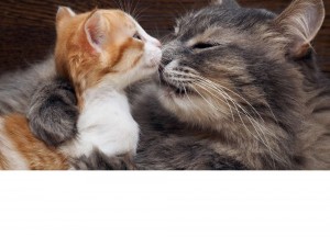 Create meme: cat hugs kitten, Cat, the mommy cat