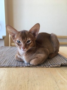 Create meme: the Abyssinian wild, Abyssinian cat