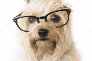 Создать мем: морда, щенок в очках, йоркширский терьер