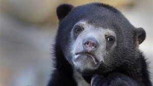 Create meme: bear, animal, black bear meme