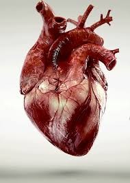 Создать мем: орган сердце, операция при инфаркте миокарда, иллюстрация
