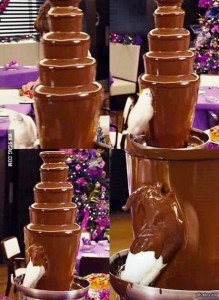 Создать мем: какаду и шоколадный фонтан, большой шоколад, шоколадный