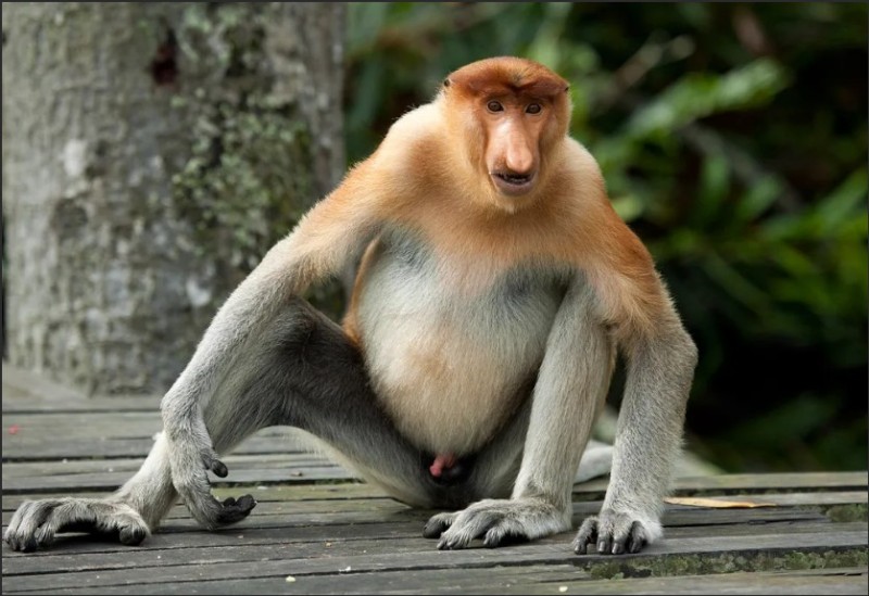 Create meme: monkey nosey , The monkey is a male noser, monkey funny 