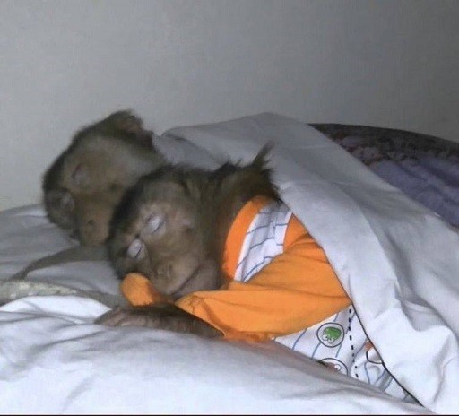 Создать мем: обезьянка в кроватке, кот и обезьяна спят, обезьяна в кровати