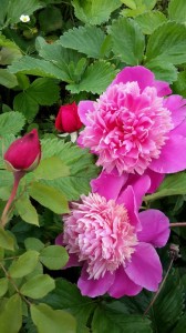 Create meme: pink peonies, peonies