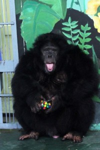 Создать мем: chimpanzee, шимпанзе джоник екатеринбургский зоопарк, горилла