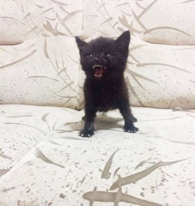Создать мем: котики пушистые, злой черный котенок, злой котик