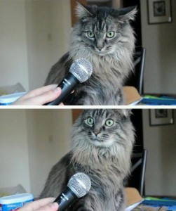 Create meme: sir you realize that you are a cat, surprised cat with microphone meme, surprised cat with microphone