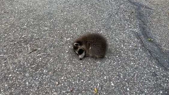 Create meme: little raccoon, raccoon cub, enotik 