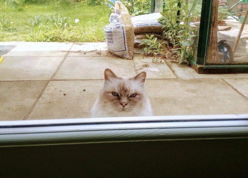 Create meme: The neighbor's cat, fat cat in the window, cat 