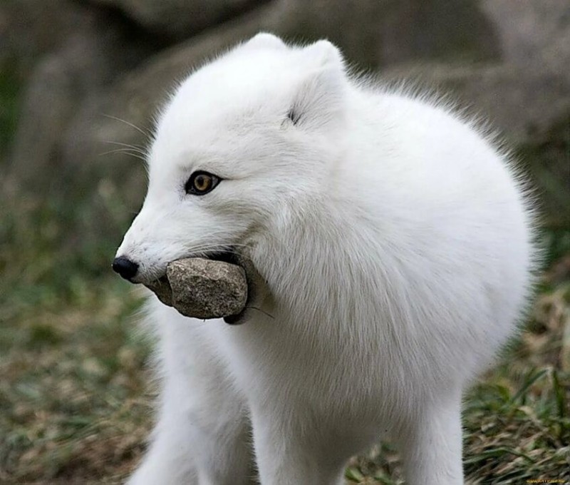 Create meme: arctic fox polar fox, arctic fox, animal Fox
