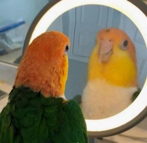 Create meme: popup meme, peekaboo, parrot in the mirror