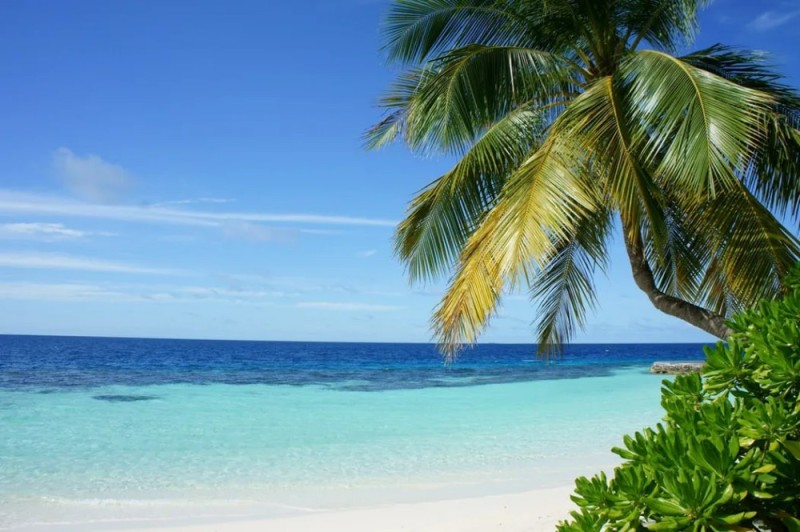 Create meme: sea , ocean palm trees, tropical beach
