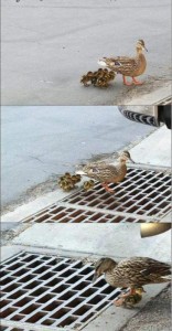 Create meme: duck, duck and ducklings hatch