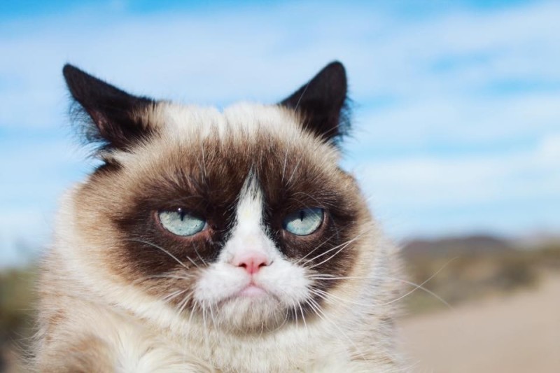 Create meme: sad cat breed, angry cat , unhappy cat
