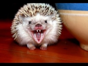 Create meme: African hedgehog, African hedgehog, African pygmy hedgehog