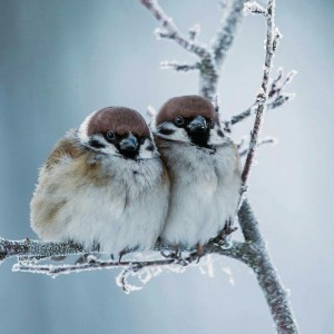 Create meme: Sparrow, birds in winter