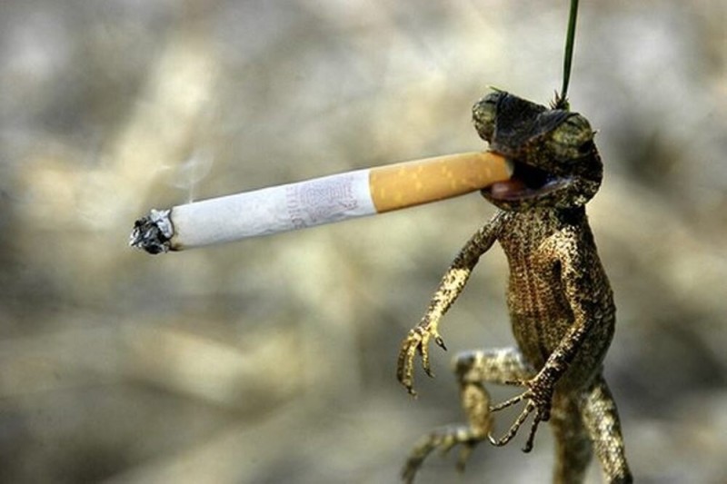 Создать мем: сигаретка, лягушка курит, крокодил с сигаретой