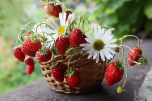 Create meme: strawberries, strawberry photo images, photo summer strawberry flowers