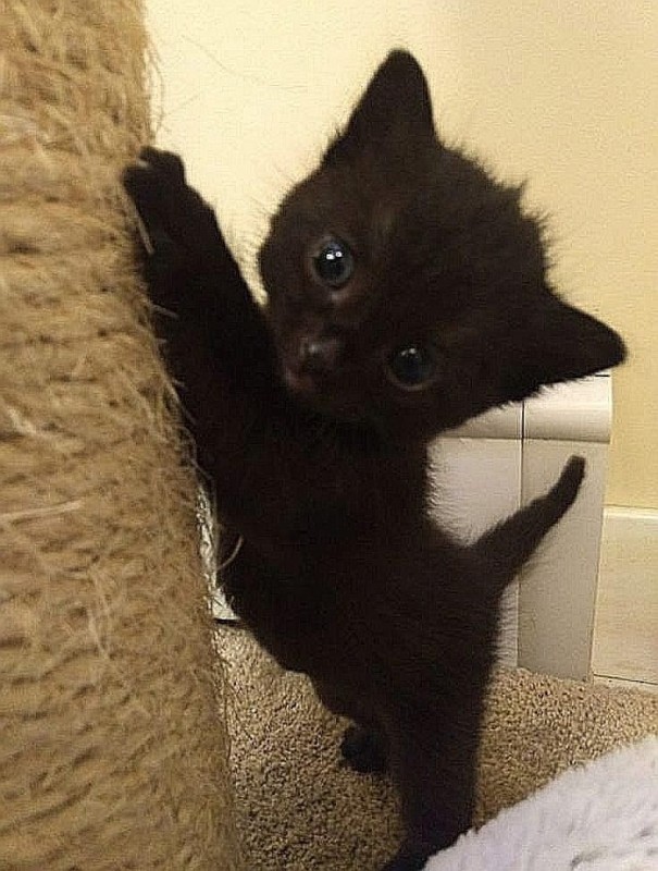 Create meme: black kitten , little black kitten, Black kitten month