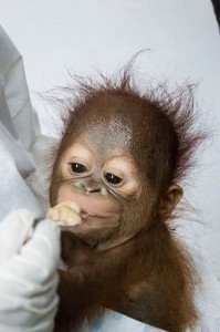 Create meme: funny monkey, the baby orangutan
