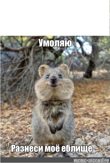 Create meme: quokka, quokka an animal, quokka is a marsupial beast