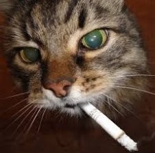 Create meme: cat with a cigarette, cat with a cigarette, cat with a cigarette