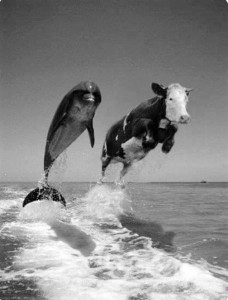 Create meme: Yegor Letov, Dolphin, Dolphin and cow