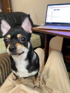 Create meme: Chihuahua