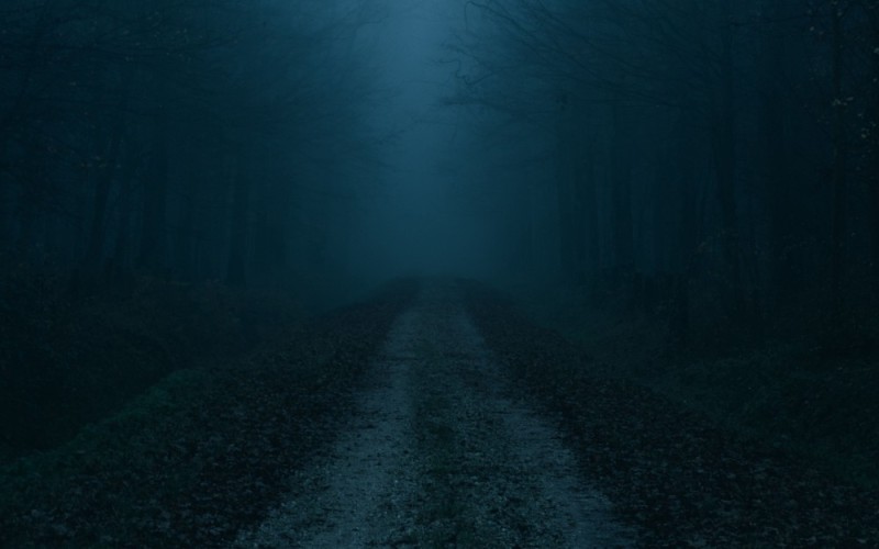Create meme: foggy forest at night, background gloomy forest, The forest is dark and gloomy