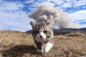 Создать мем: кот на фоне взрыва, кот, дерзкий кот