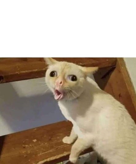 Create meme: cat meme , the cat from the meme, meme cat mouth tube