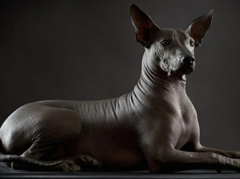Create meme: anubis dog breed xoloitzcuintli, The Sphinx xoloitzcuintli dog is a breed, The bald dog xoloitzcuintli