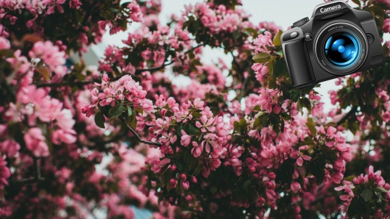 Создать мем: красивый фотоаппарат, цветущие деревья весной, розовые цветы