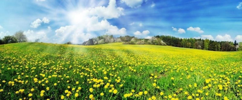 Create meme: field with dandelions, meadow , summer meadow