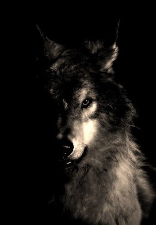Создать мем: волк на темном фоне, волк волчонок, волк серый