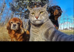 Создать мем: kediler ve köpekler, кот селфи, собака