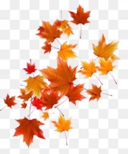 Создать мем: осенние листья png, autumn leaves, осенние листочки на прозрачном фоне